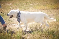 Baby Boy Blue, a male English Cream Golden Retriever for sale in Chadron, NE – Photo 5 of 5