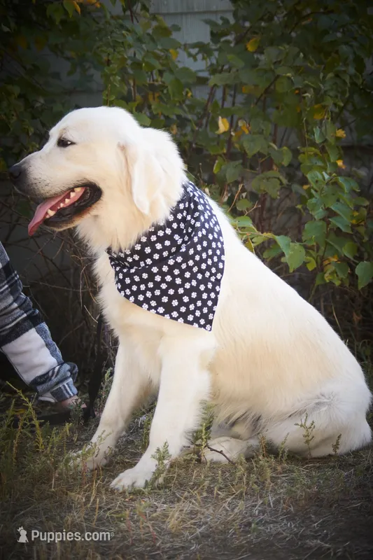 Baby Boy Blue – English Cream Golden Retriever puppy for sale in Chadron, NE