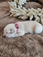 Baby Girl Pink, a female Golden Retriever and English Cream Golden Retriever for sale in Chadron, NE – Photo 1 of 4