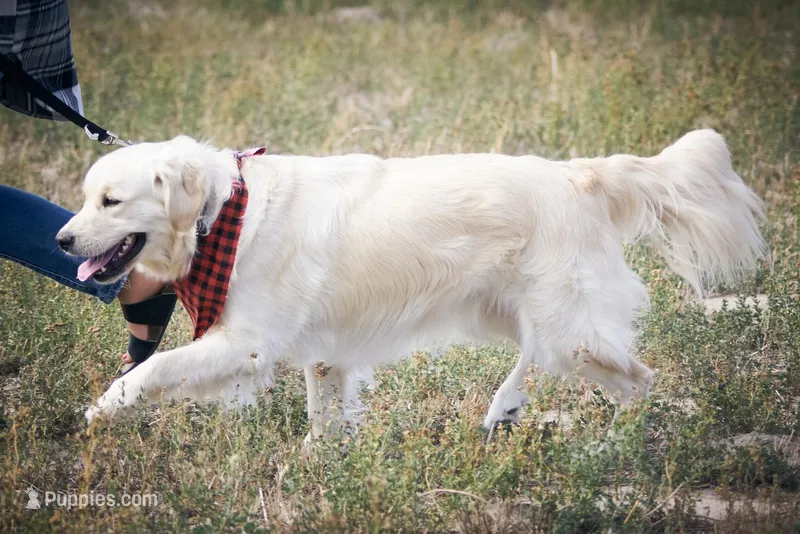 Baby Girl Pink – English Cream Golden Retriever puppy for sale in Chadron, NE