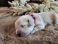 Baby Girl Pink, a female Golden Retriever and English Cream Golden Retriever for sale in Chadron, NE – Photo 2 of 4