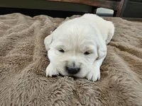 Baby Girl Pink, a female Golden Retriever and English Cream Golden Retriever for sale in Chadron, NE – Photo 3 of 4