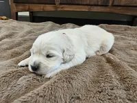Baby Girl Pink, a female Golden Retriever and English Cream Golden Retriever for sale in Chadron, NE – Photo 4 of 4