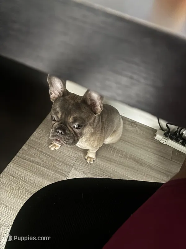 Lola – French Bulldog puppy for sale in Sacramento, CA
