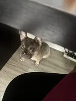 Lola, a female French Bulldog for sale in Sacramento, CA – Photo 1 of 5