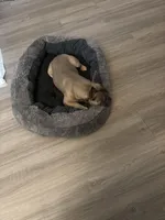 Lola, a female French Bulldog for sale in Sacramento, CA – Photo 2 of 5