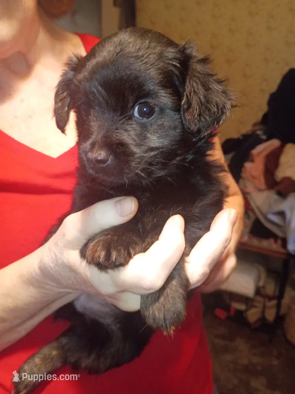 Orion – Yorkshire Terrier puppy for sale in Oil Trough, AR