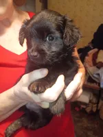 Orion, a male Yorkshire Terrier for sale in Oil Trough, AR – 1 of 3