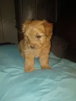 Pancake, a female Yorkshire Terrier for sale in Oil Trough, AR – 1 of 7