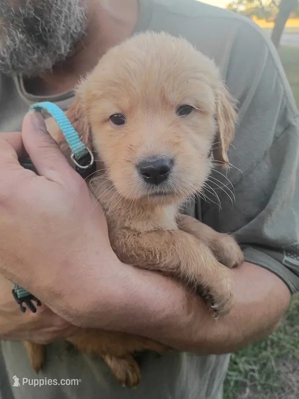 Hunter – Golden Retriever puppy for sale in Oil Trough, AR