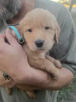 Hunter, a male Golden Retriever for sale in Oil Trough, AR – 1 of 7