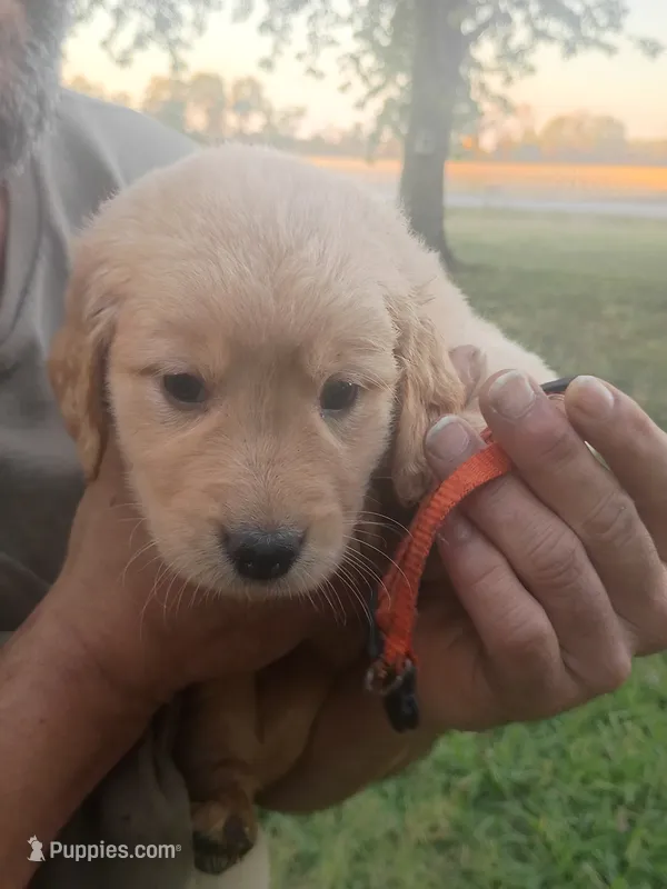 Autumn – Golden Retriever puppy for sale in Oil Trough, AR