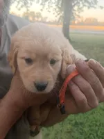 Autumn, a female Golden Retriever for sale in Oil Trough, AR – 1 of 9