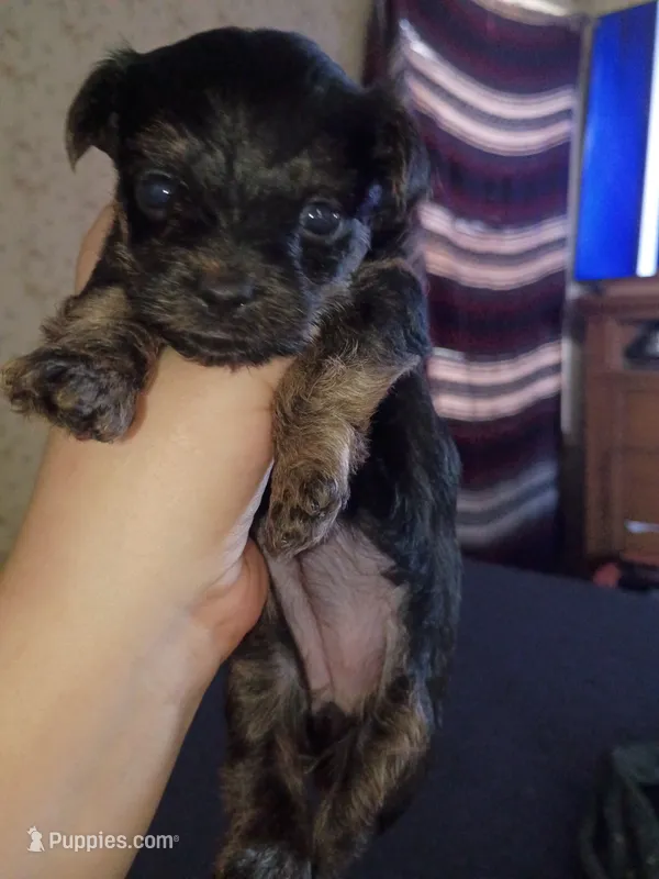 Tink – Yorkshire Terrier puppy for sale in Oil Trough, AR