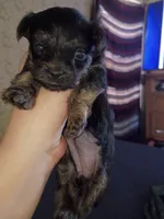Tink, a female Yorkshire Terrier for sale in Oil Trough, AR – 1 of 8