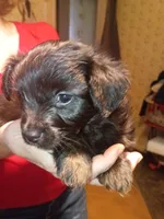 Nova, a female Yorkshire Terrier for sale in Oil Trough, AR – 2 of 3