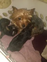 Tink, a female Yorkshire Terrier for sale in Oil Trough, AR – 7 of 8