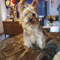 Zorro, a male Yorkshire Terrier for sale in Oil Trough, AR – Photo 4 of 6