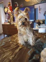 Zorro, a male Yorkshire Terrier for sale in Oil Trough, AR – Photo 2 of 4
