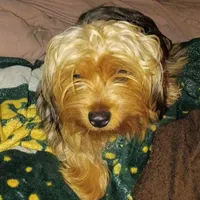 Zorro, a male Yorkshire Terrier for sale in Oil Trough, AR – Photo 6 of 6