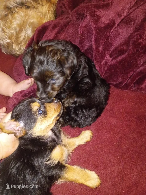 Zorro – Yorkshire Terrier puppy for sale in Oil Trough, AR