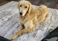 Maizey, a female Golden Retriever for sale in Oil Trough, AR – 5 of 5