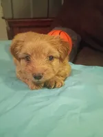 Pancake, a female Yorkshire Terrier for sale in Oil Trough, AR – 3 of 7