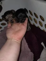 Tink, a female Yorkshire Terrier for sale in Oil Trough, AR – 6 of 8