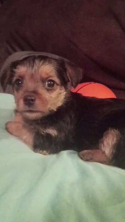 Leroy Brown, a male Yorkshire Terrier for sale in Oil Trough, AR – 2 of 2