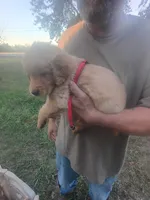 Rusty, a male Golden Retriever for sale in Oil Trough, AR – 3 of 7