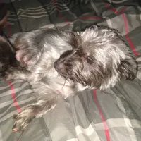 Tilly, a female Yorkshire Terrier for sale in Oil Trough, AR – Photo 8 of 8