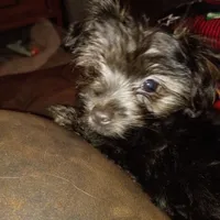 Tilly, a female Yorkshire Terrier for sale in Oil Trough, AR – Photo 3 of 8