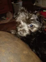 Tilly, a female Yorkshire Terrier for sale in Oil Trough, AR – Photo 3 of 8