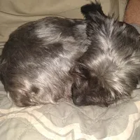 Tilly, a female Yorkshire Terrier for sale in Oil Trough, AR – Photo 7 of 8