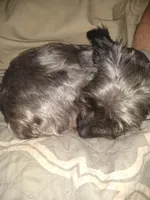 Tilly, a female Yorkshire Terrier for sale in Oil Trough, AR – Photo 7 of 8