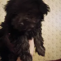 Tilly, a female Yorkshire Terrier for sale in Oil Trough, AR – Photo 5 of 8