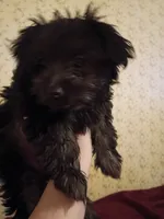 Tilly, a female Yorkshire Terrier for sale in Oil Trough, AR – Photo 5 of 8