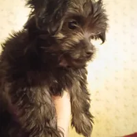 Tilly, a female Yorkshire Terrier for sale in Oil Trough, AR – Photo 2 of 8