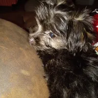 Tilly, a female Yorkshire Terrier for sale in Oil Trough, AR – Photo 4 of 8