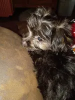 Tilly, a female Yorkshire Terrier for sale in Oil Trough, AR – Photo 4 of 8