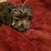 Tilly, a female Yorkshire Terrier for sale in Oil Trough, AR – Photo 1 of 8