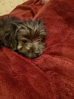 Tilly, a female Yorkshire Terrier for sale in Oil Trough, AR – Photo 1 of 8