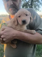 Maizey, a female Golden Retriever for sale in Oil Trough, AR – 1 of 5