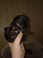 Tink, a female Yorkshire Terrier for sale in Oil Trough, AR – 4 of 8