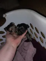 Pixie, a female Yorkshire Terrier for sale in Oil Trough, AR – 3 of 6