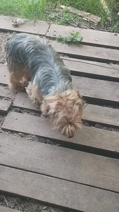 Orion, a male Yorkshire Terrier for sale in Oil Trough, AR – 5 of 5