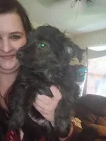 Cooper, a male Yorkshire Terrier for sale in Oil Trough, AR – 1 of 7