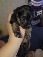 Tink, a female Yorkshire Terrier for sale in Oil Trough, AR – 2 of 8
