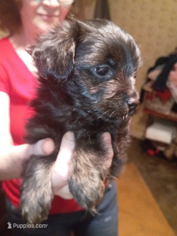 Nova – Yorkshire Terrier puppy for sale in Oil Trough, AR