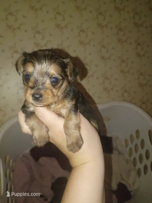 Pixie, a female Yorkshire Terrier for sale in Oil Trough, AR – 1 of 6